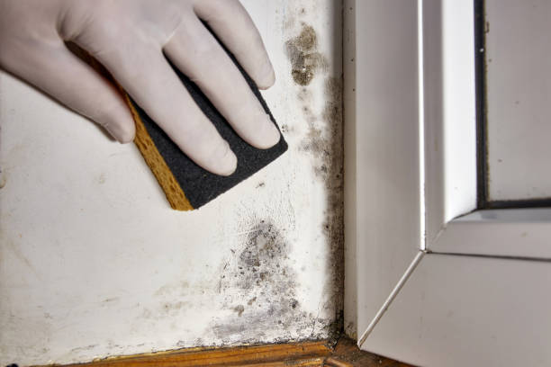 Best Emergency Mold Remediation  in Westmorland, CA